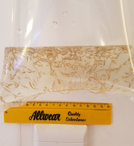 PlanktonOntap_Artemia_001