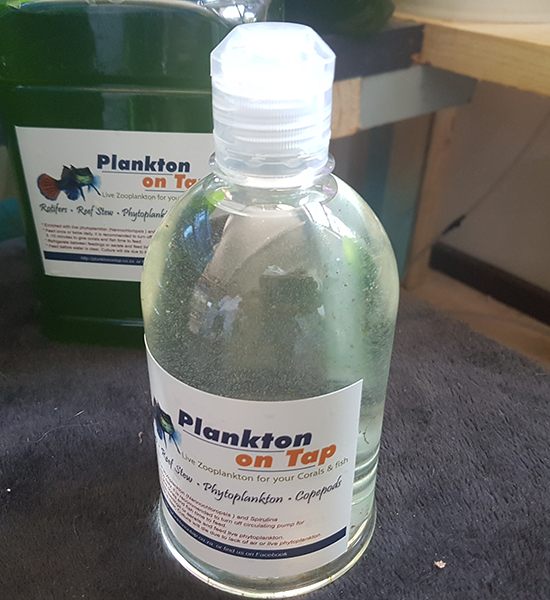 PlanktonOntap_Rotifers_002