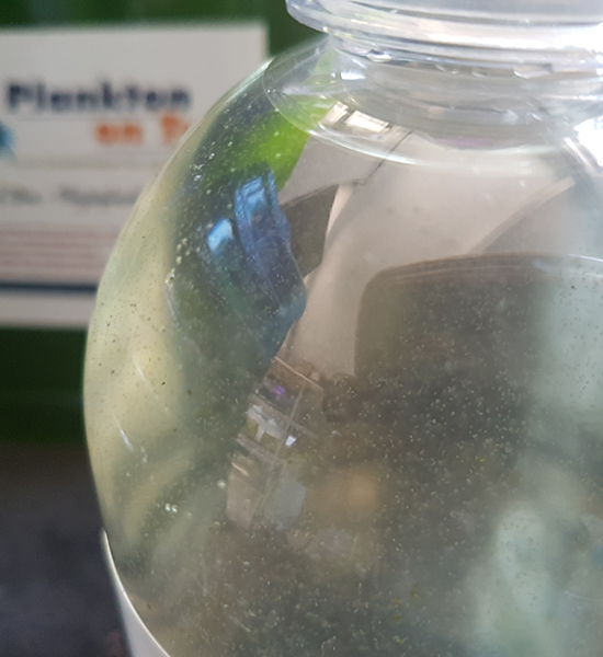 PlanktonOntap_Rotifers_003